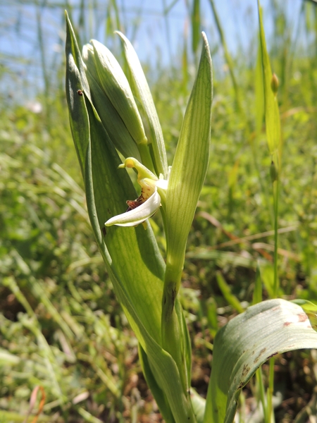 orchidea bianca da ID