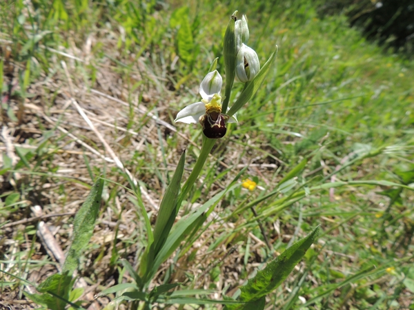 orchidea bianca da ID