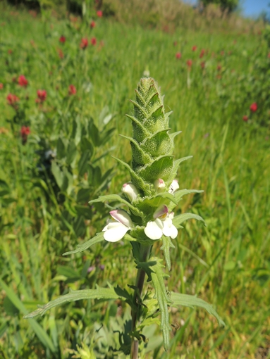 Bellardia trixago