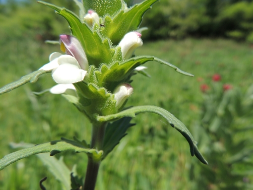 Bellardia trixago