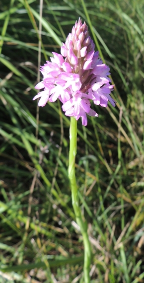 Anacamptis pyramidalis