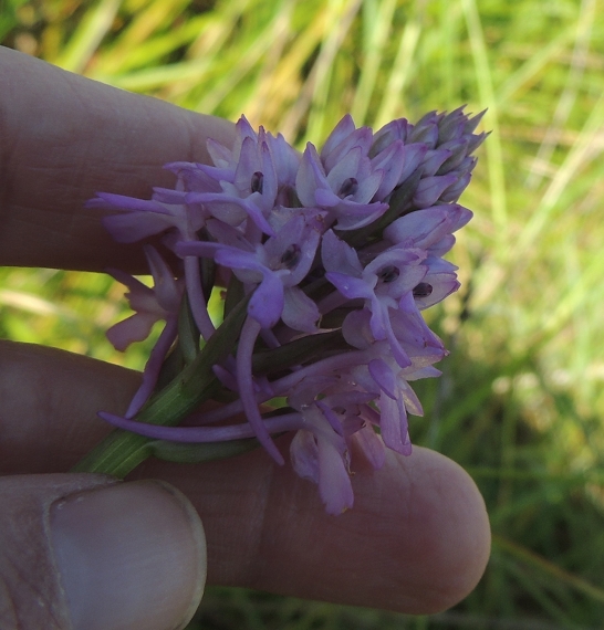 Anacamptis pyramidalis