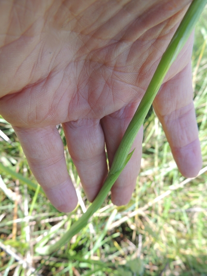 Anacamptis pyramidalis