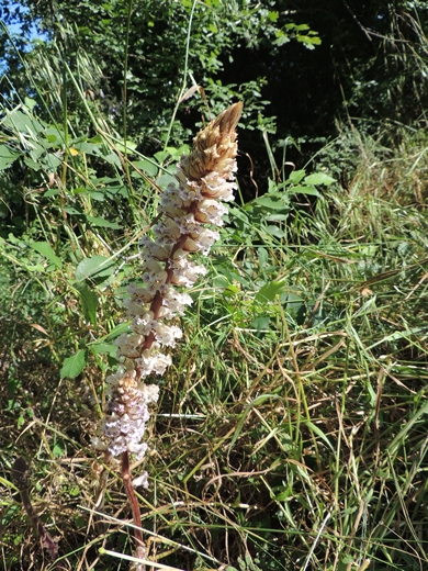 Orobanche cfr. crenata