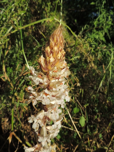 Orobanche cfr. crenata