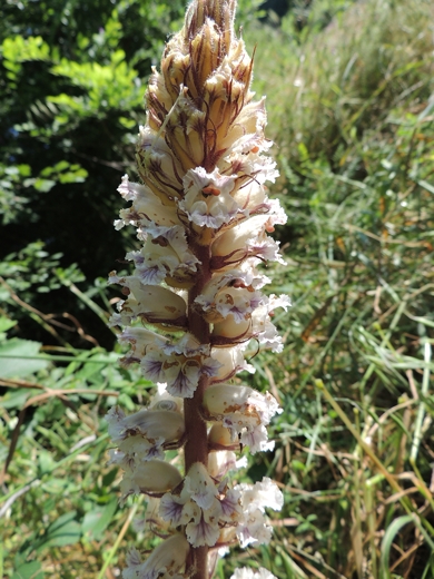 Orobanche cfr. crenata