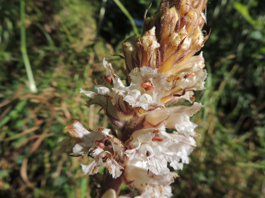 Orobanche cfr. crenata