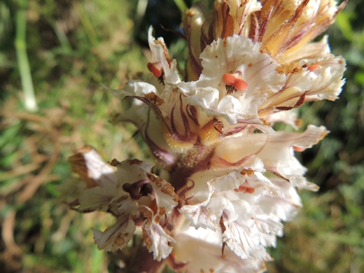 Orobanche cfr. crenata