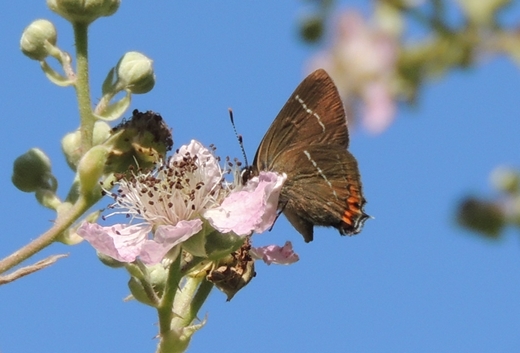 Satyrium 2 da ID