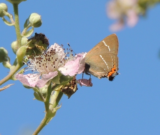 Satyrium 2 da ID