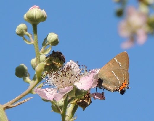 Satyrium 2 da ID