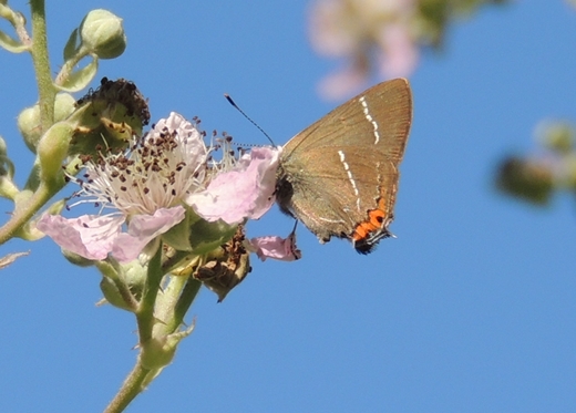 Satyrium 2 da ID