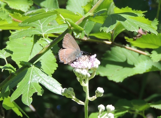 Satyrium 1 da ID