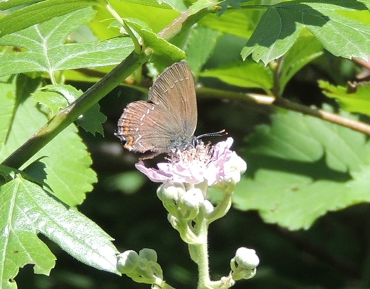 Satyrium 1 da ID