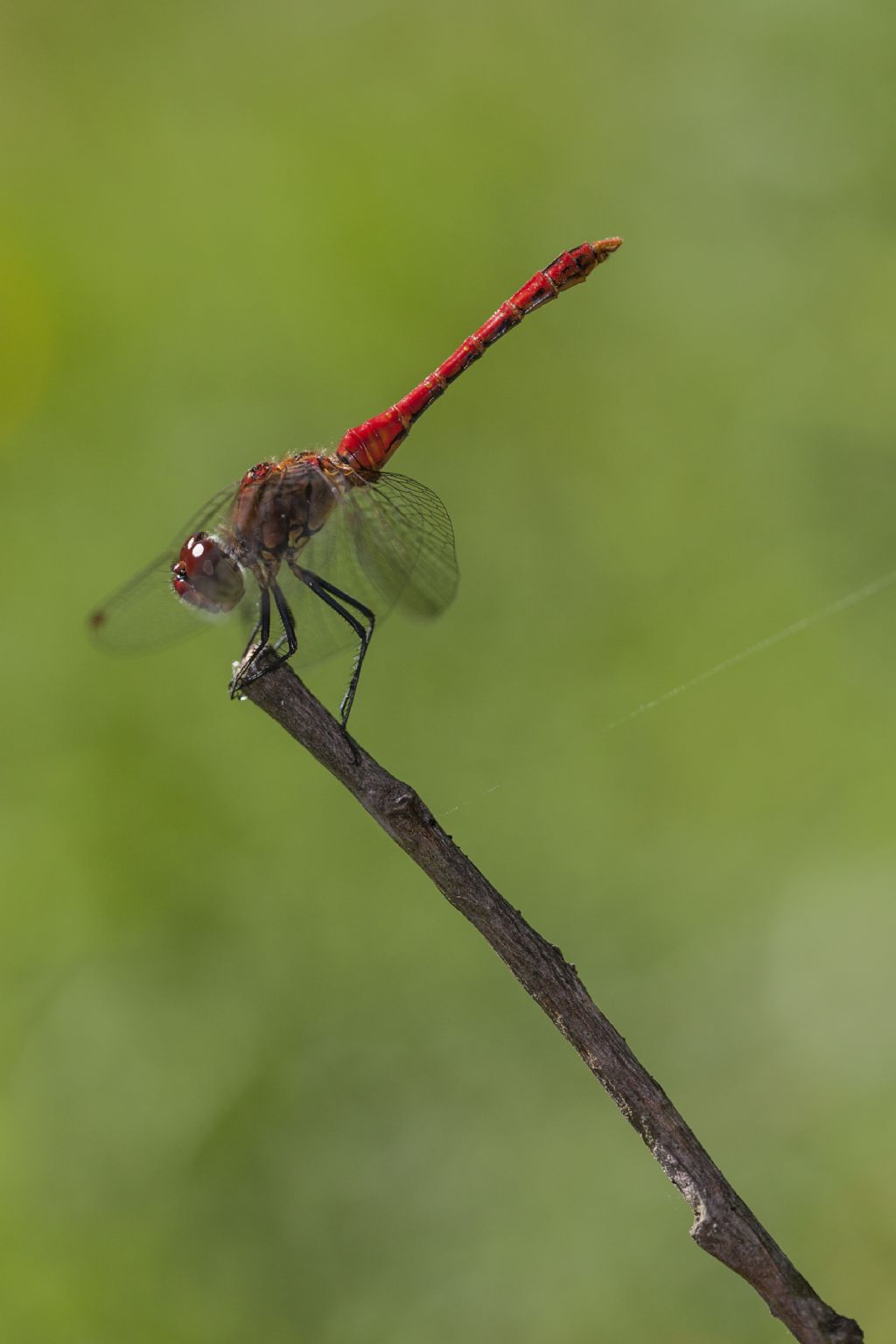 Sympetrum?