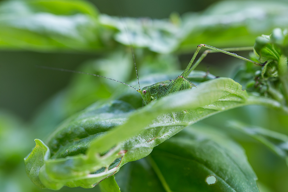 Tettigonia? No. Phaneroptera sp.