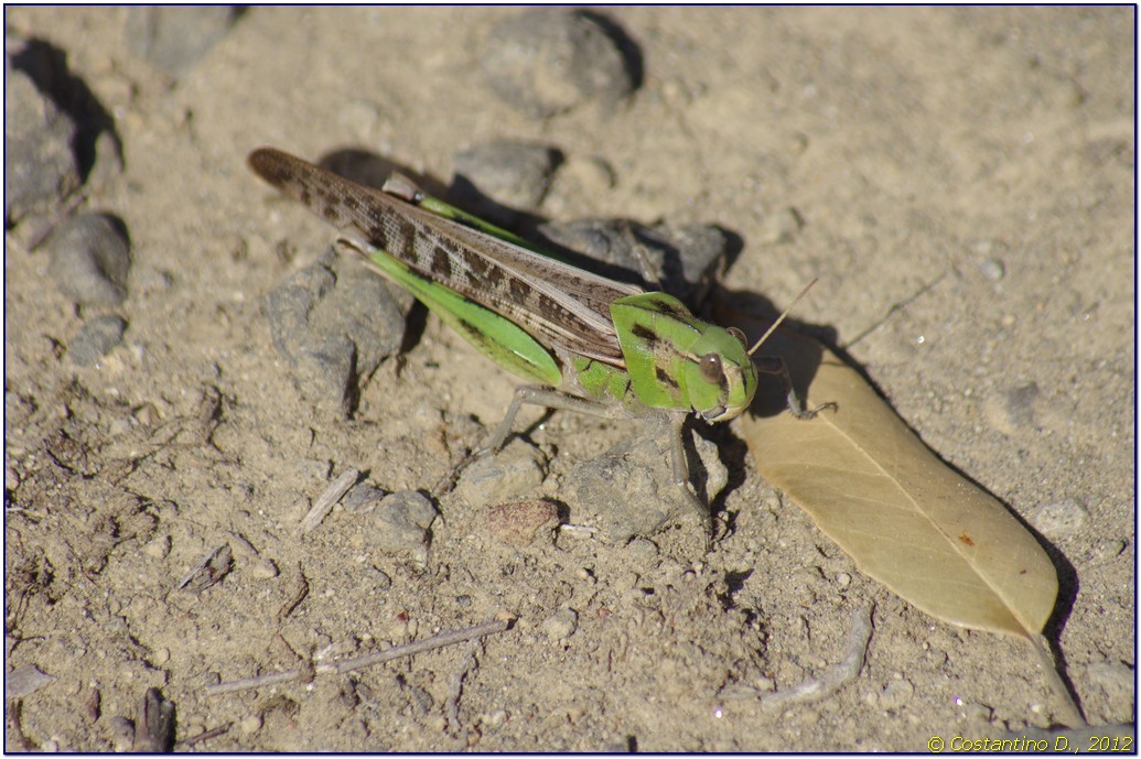 Locusta migratoria fase solitaria