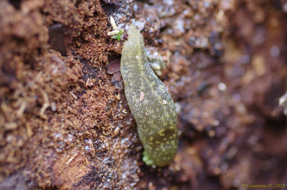 L. flavus dellla Isola di Vivara (NA)