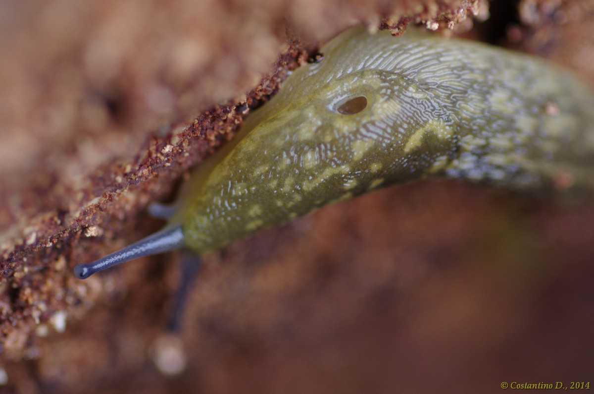 L. flavus dellla Isola di Vivara (NA)