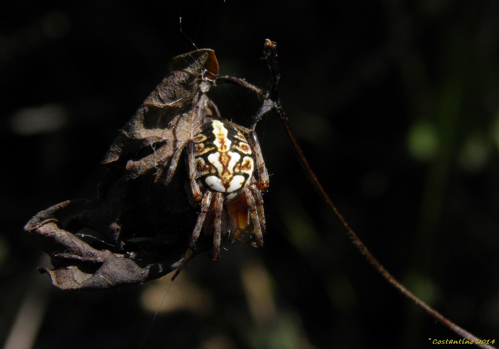 Neoscona adianta - Parco Nazionale del Cilento