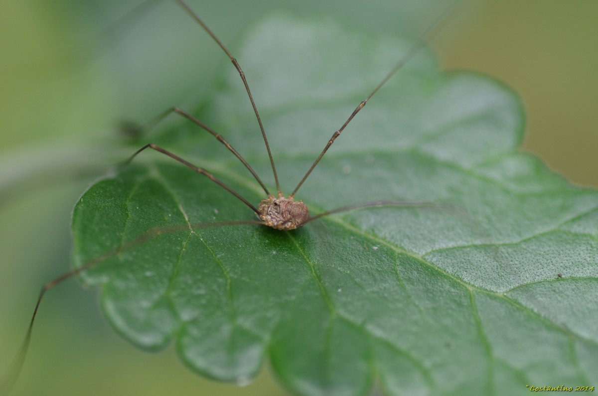 Opilionidae da determinare