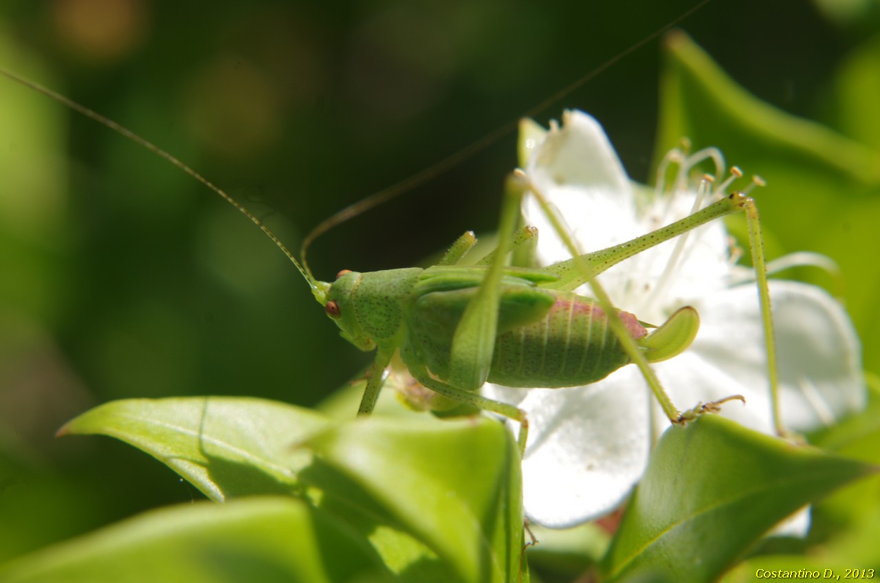 Phaneroptera