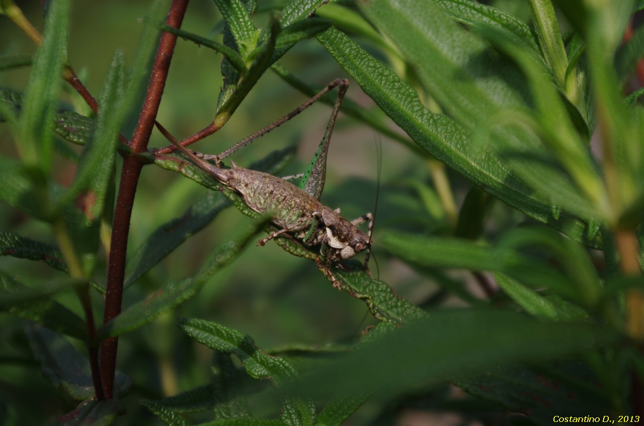 Tettigonide