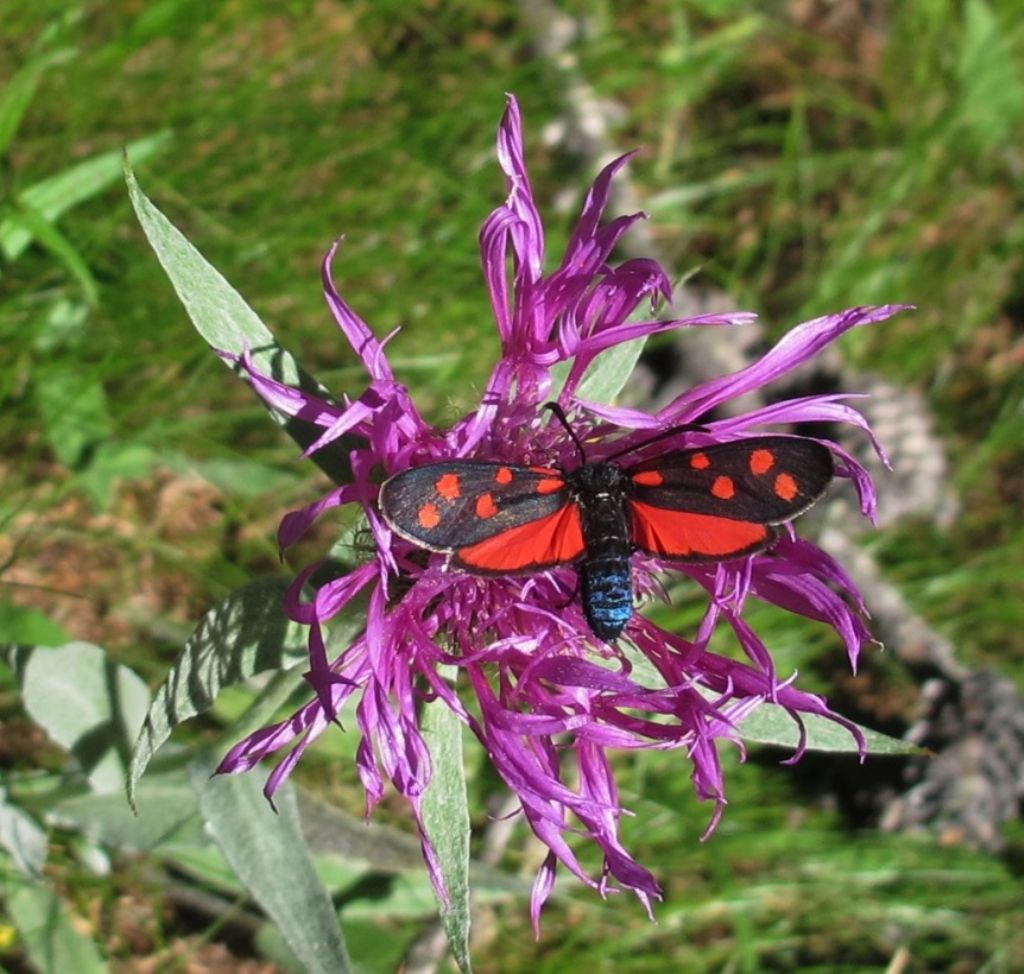 Zygaena