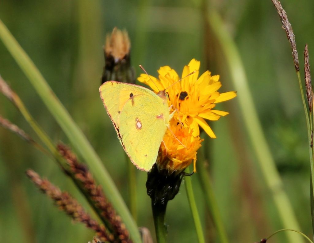 Colias