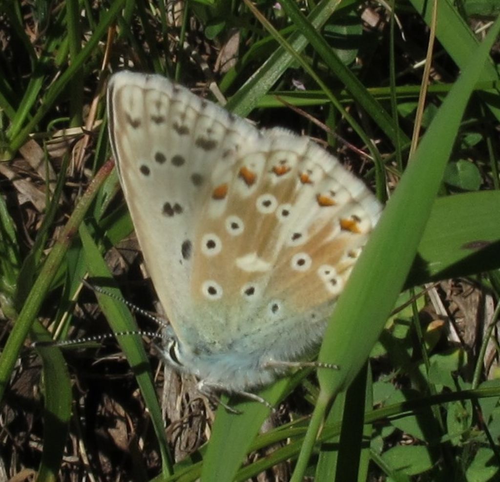 Polyommatus...