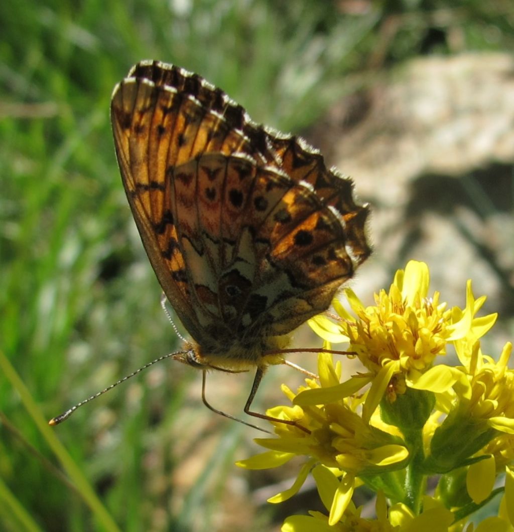 Boloria ?