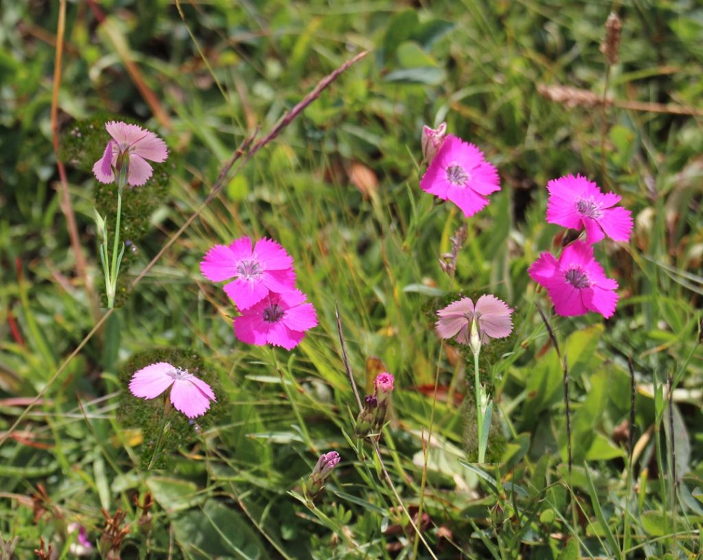 Dianthus pavonius  / Garofano pavonio