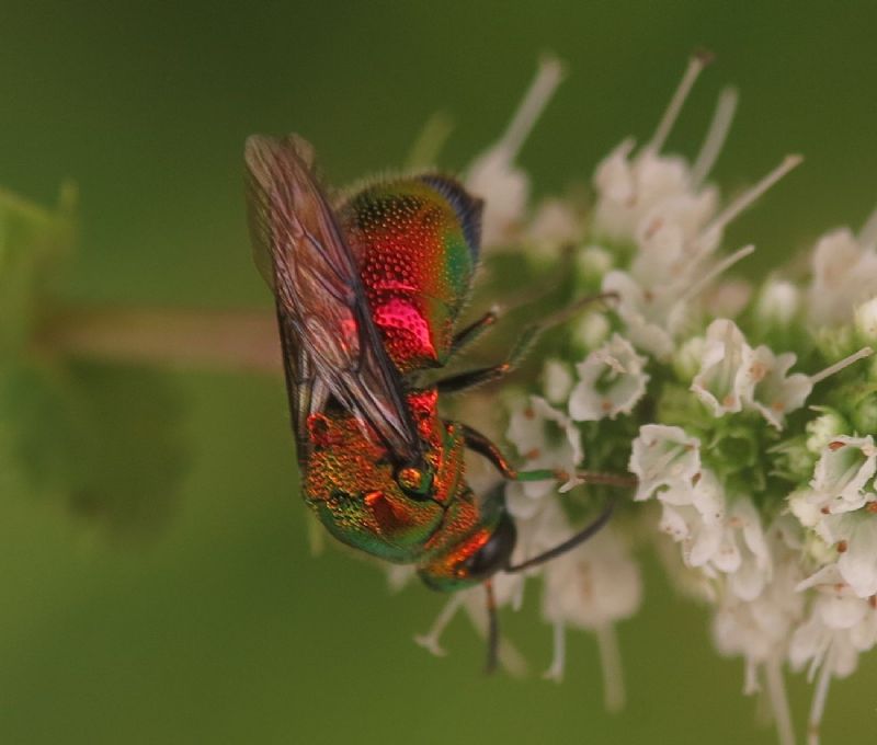 Stilbum cyanurum, Chrysidae