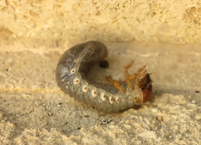 Cose  ? un po monstroso: larva di Coleottero melolontino!