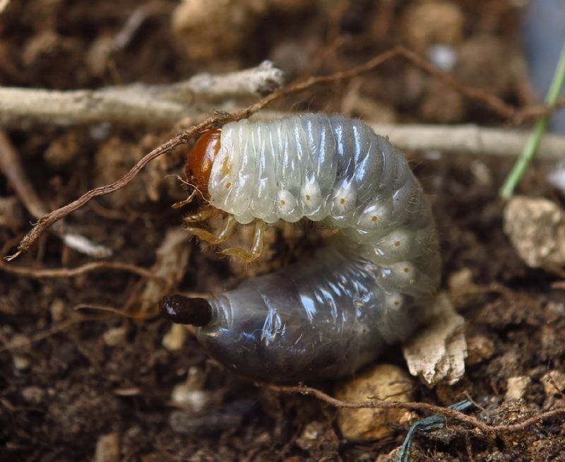 Cose  ? un po monstroso: larva di Coleottero melolontino!