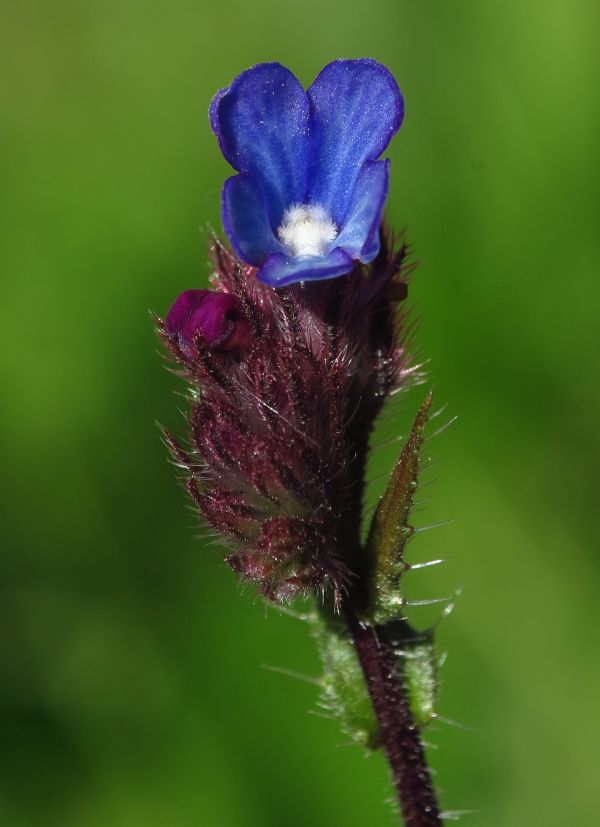 Anchusella cretica ?