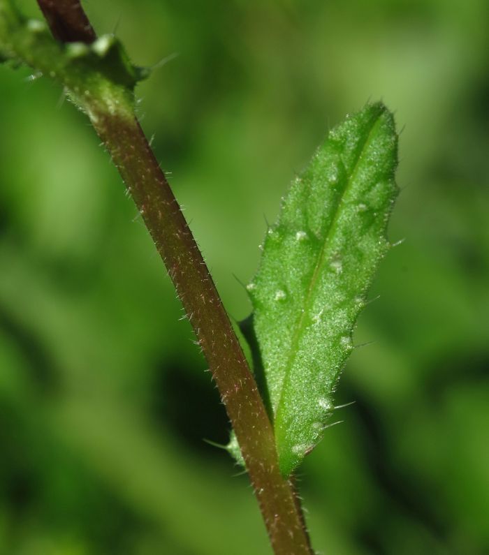 Anchusella cretica ?