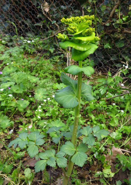 Smyrnium perfoliatum subsp. rotundifolium/Corinoli dentato