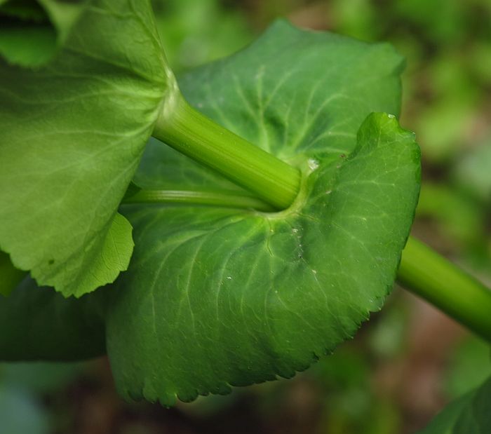 Smyrnium perfoliatum subsp. rotundifolium/Corinoli dentato