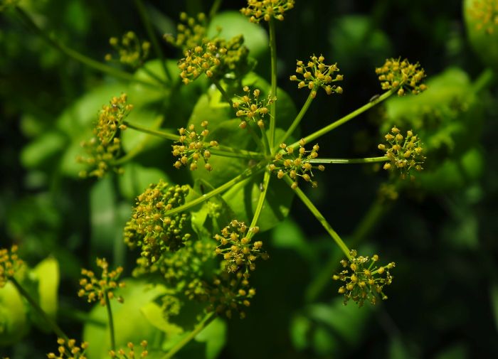 Smyrnium perfoliatum subsp. rotundifolium/Corinoli dentato