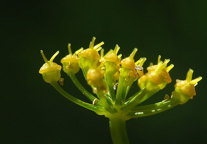 Smyrnium perfoliatum subsp. rotundifolium/Corinoli dentato