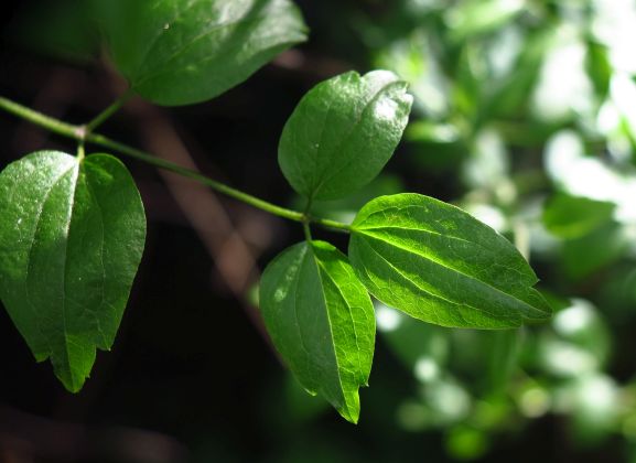 Quale climatis (senza fiori)