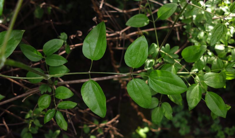 Quale climatis (senza fiori)