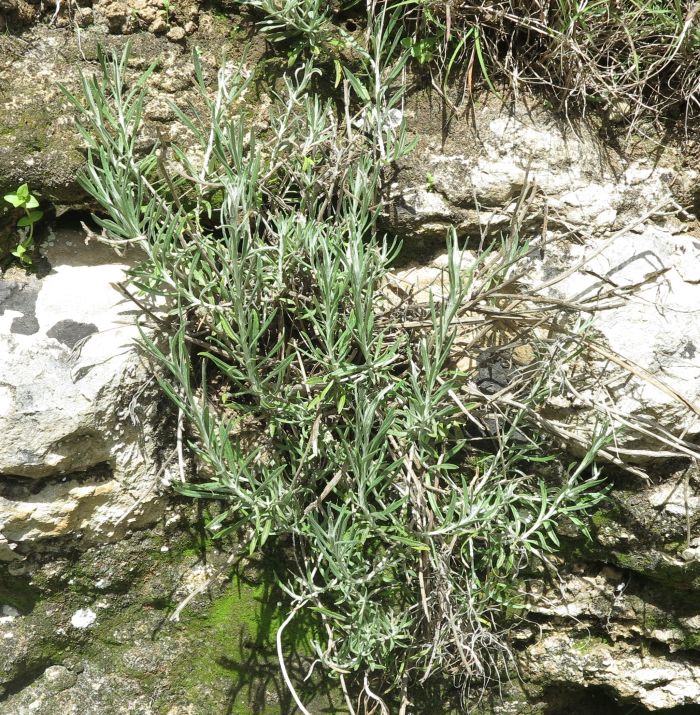 Helichrysum ruupestre?