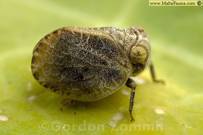 Conferma Hysteropterum (e forse ID della spece)