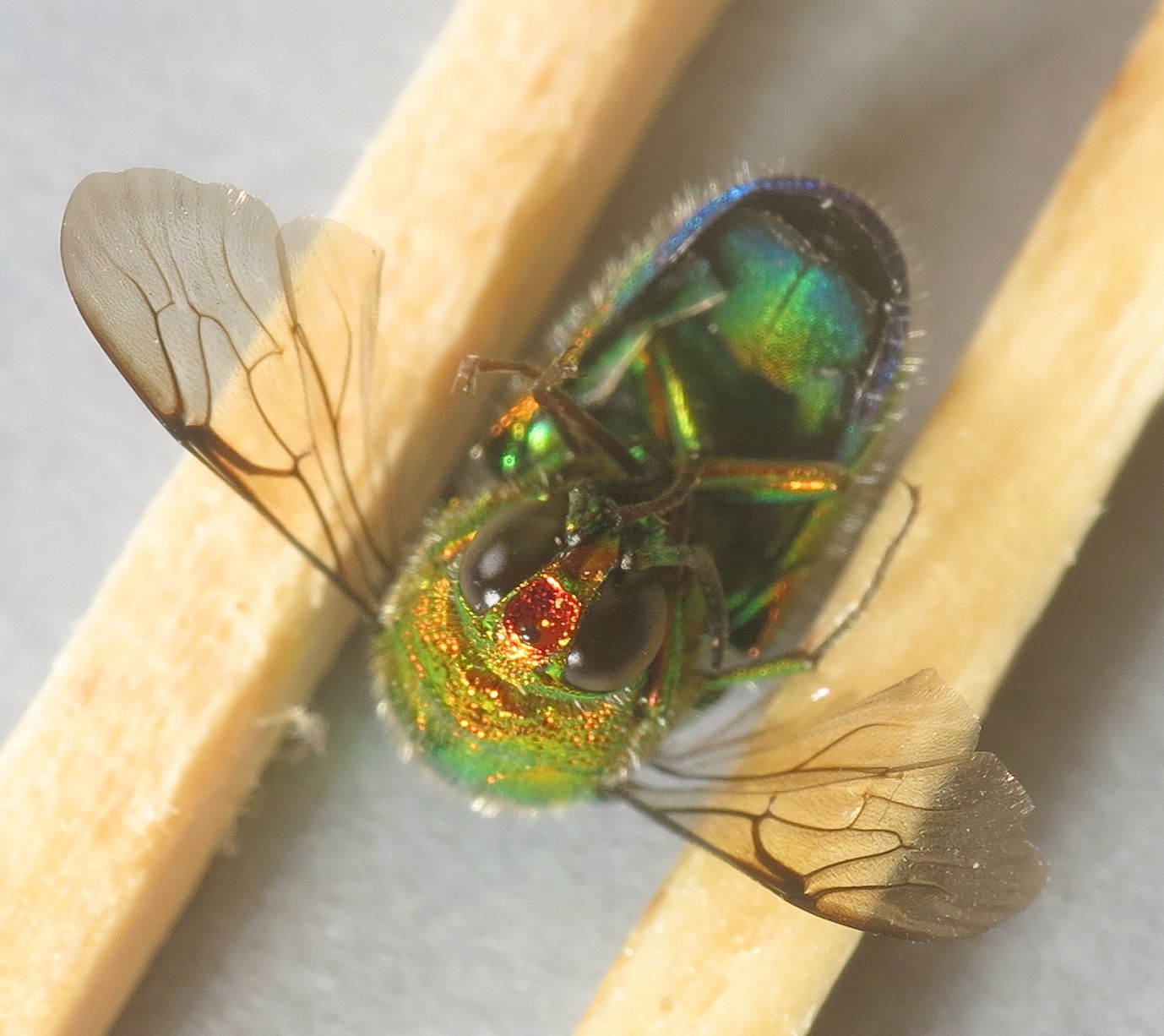 Stilbum cyanurum, Chrysidae