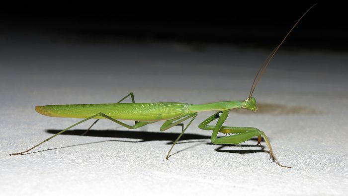 Mantis religiosa (female) per confermare