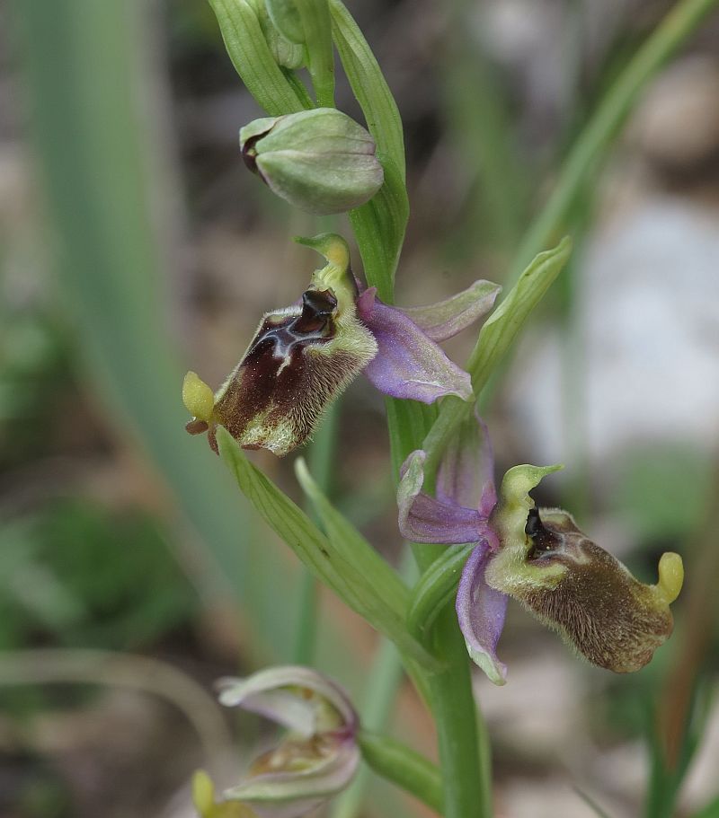 Ophrys oxyrrhnchos