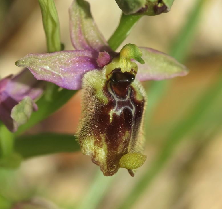 Ophrys oxyrrhnchos