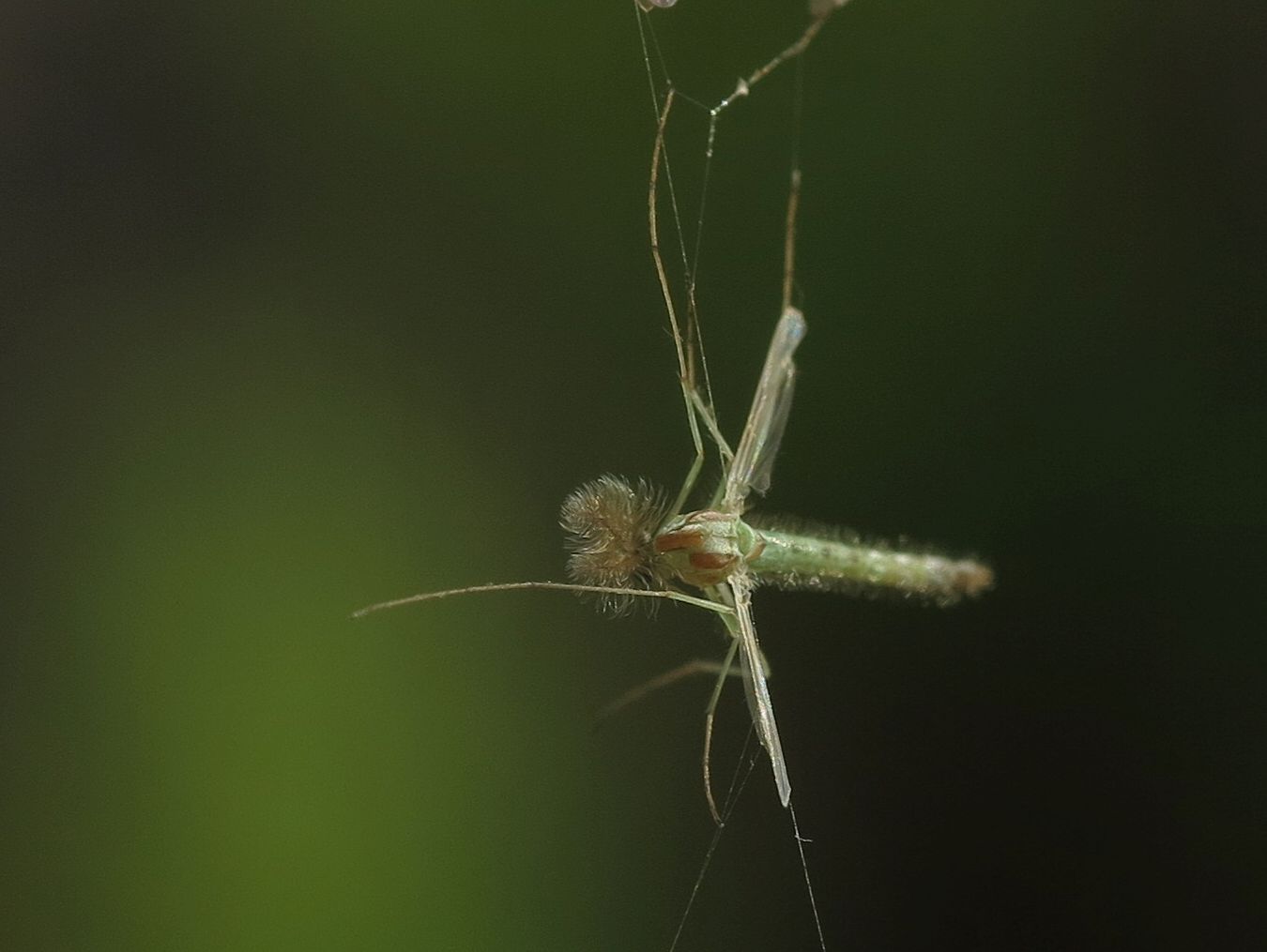 Chironomidae, maschi